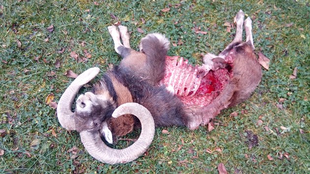 Muflon stržený vlky v okolí Machova na Broumovsku.