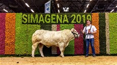 Český rok a půl starý býk Démon vyhrál na pařížské výstavě skotu Simagena ve... Český rok a půl starý býk Démon vyhrál na pařížské výstavě skotu Simagena ve...
