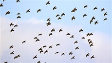 Tisíce špačků přes žďárský Stalingrad migrují ze Středomoří na sever Evropy. Tisíce špačků přes žďárský Stalingrad migrují ze Středomoří na sever Evropy.