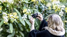 Botanická zahrada láká na výstavu orchidejí ve skleníku Fata Morgana. (7.3.2019) Botanická zahrada láká na výstavu orchidejí ve skleníku Fata Morgana. (7.3.2019)