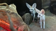 Po několika týdnech od narození už jsou v olomoucké zoo k vidění dvě mláďata... Po několika týdnech od narození už jsou v olomoucké zoo k vidění dvě mláďata...
