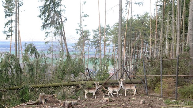 Silný vítr poniil v noci na pondlí 11. bezna 2019 areál olomoucké zoologické...