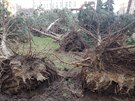 Důsledky řádění vichřice v Pardubicích z 10.3.2019 na 11.3.2019. Důsledky řádění vichřice v Pardubicích z 10.3.2019 na 11.3.2019.