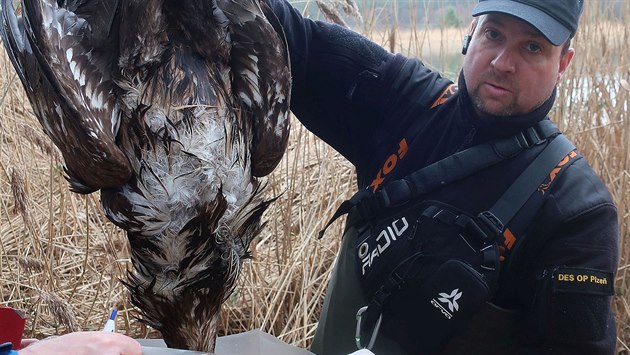Na rozhraní Plzeňského kraje s Jihočeským uhynul vzácný orel mořský. Za... Na rozhraní Plzeňského kraje s Jihočeským uhynul vzácný orel mořský. Za...