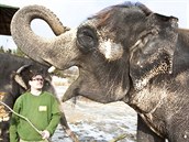 Ošetřovatel Petr Kiebel se slonicemi Dehli a Kalou ve výběhu ústecké zoo v... Ošetřovatel Petr Kiebel se slonicemi Dehli a Kalou ve výběhu ústecké zoo v...