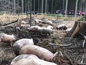 U obce Trhový Štěpánov v okrese Benešov se převrátil kamion s prasaty.... U obce Trhový Štěpánov v okrese Benešov se převrátil kamion s prasaty....