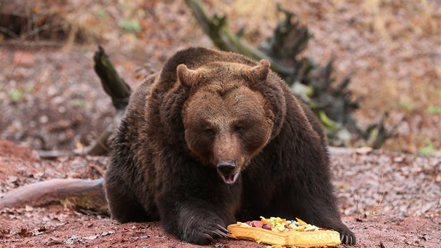 Chomutov, 16. 3. 2019 chomutovsk zoopark - buzen medvd hndch. FOTO: MAFA - IVETA LHOTSK