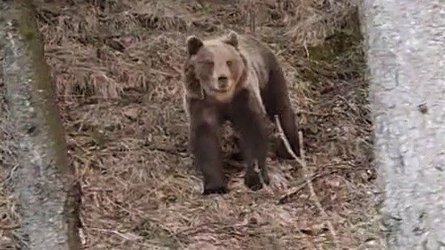 Mu loni z auta natoil medvda v Beskydech. Byl plach a utkal.