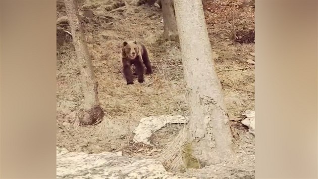 Mu natoil medvda v Beskydech za auta. Byl plach a utkal.