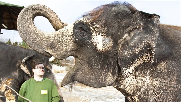 Oetovatel Petr Kiebel se slonicemi Dehli a Kalou ve vbhu steck zoo v prosinci 2012