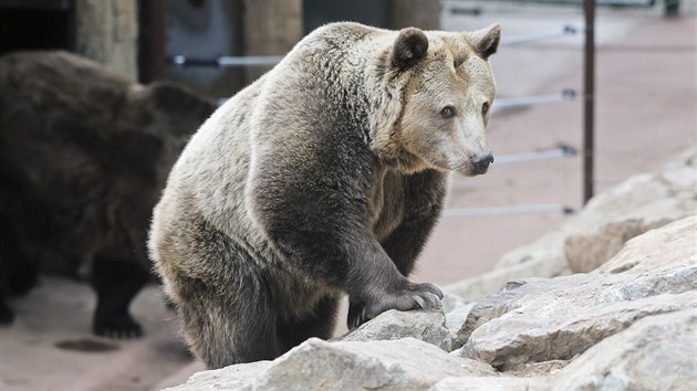 Medvdí skupinka v plzeské zoo se probudila ze zimního spánku. (14. 3. 2019)