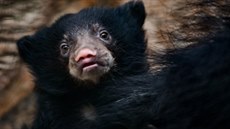 Zlínská ZOO se pochlubila mládětem medvěda pyskatého. Zlínská ZOO se pochlubila mládětem medvěda pyskatého.