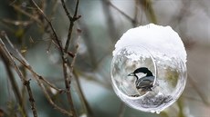 Kromě běžnějších sýkor, koňadry a modřinky, na krmítko létala také drobná a... Kromě běžnějších sýkor, koňadry a modřinky, na krmítko létala také drobná a...