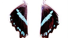 Náunice z motýlích kídel