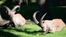 Z olomoucké zoologické zahrady uteklo kvůli plotům poničeným stromy spadlými... Z olomoucké zoologické zahrady uteklo kvůli plotům poničeným stromy spadlými...