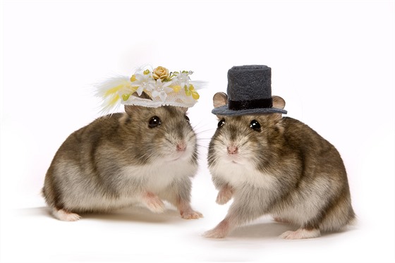 Hamster wedding