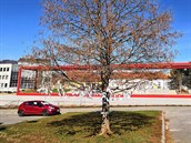 Jeden ze stromů v centru Blanska se proměnil v básníkovník. Pracovníci zdejší... Jeden ze stromů v centru Blanska se proměnil v básníkovník. Pracovníci zdejší...