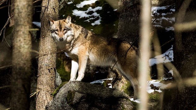 Vlci v Česku (18. 3. 2019)