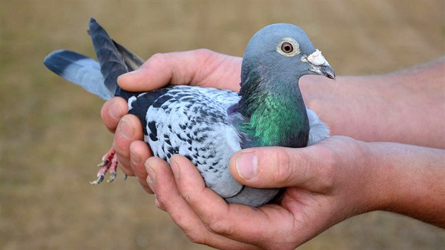 Na aukci potovnch holub v Belgii padl rekord, kdy se opeen ampion Armando (na snmku) prodal v pepotu za 32 milion korun.