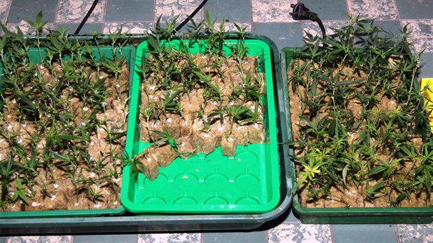 Mladý muž v píseckém bytě pěstoval konopí a z pryskyřice rostliny vyráběl hašiš.