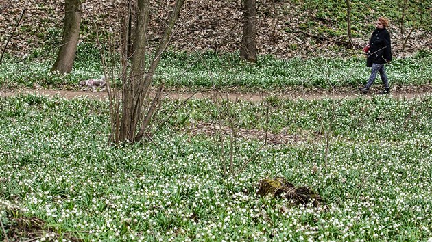 Zmeck park v Kostelci nad Orlic zdob koberce bledul.