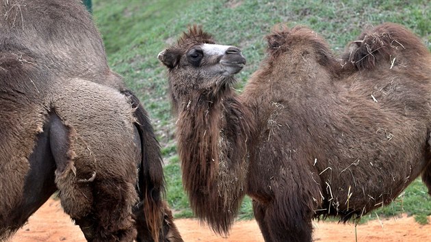 Ron velbloudice Tereza z Ostravy rozila stdo v plzesk zoo.(26. 3. 2019)