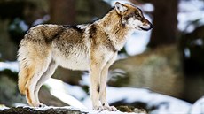 Nejvíce vlk se na naem území vyskytovalo v 17. století. Jet v letech 1621...