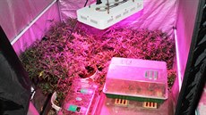 Mladý muž v píseckém bytě pěstoval konopí a z pryskyřice rostliny vyráběl hašiš. Mladý muž v píseckém bytě pěstoval konopí a z pryskyřice rostliny vyráběl hašiš.