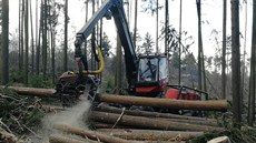 Těžba dřeva v zoo, mizí odsud následky vichřice Těžba dřeva v zoo, mizí odsud následky vichřice
