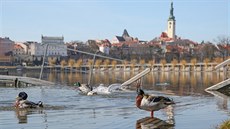 Promenáda i lávka k molu u nádrže Jordán v Táboře jsou zaplavené. Promenáda i lávka k molu u nádrže Jordán v Táboře jsou zaplavené.