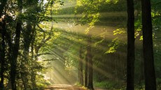 Keltský stromoskop! Magické znamení podle stromu Keltský stromoskop! Magické znamení podle stromu