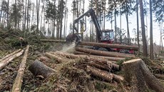 Následky kalamitní vichřice, při které spadlo v olomoucké zoo zhruba 600 až 800... Následky kalamitní vichřice, při které spadlo v olomoucké zoo zhruba 600 až 800...