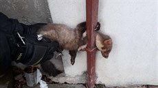 Kuna uvázla mezi zdí a hromosvodem. Kuna uvázla mezi zdí a hromosvodem.