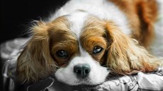 Kavalír King Charles španěl Kavalír King Charles španěl
