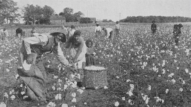 Afrit otroci na bavlnkovch plantch v USA