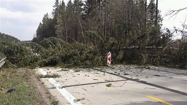 Dopravu na D1 u Jihlavy zastavily popadan stromy.