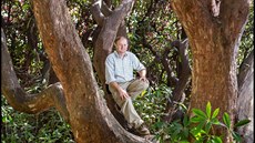 Hotelový zahradník Paul Collins v korun 120 let starého kee