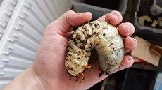 Larva nosorožíka druhu Megasomamars setrvává v larválním stádiu tři až pět let. Larva nosorožíka druhu Megasomamars setrvává v larválním stádiu tři až pět let.