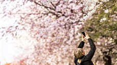 Na pražském Újezdě kvetou sakury a třešně. Květy lákají hmyz i turisty. (2.... Na pražském Újezdě kvetou sakury a třešně. Květy lákají hmyz i turisty. (2....