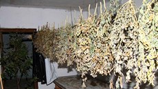 Policisté v obci poblíž Šlapanic na Brněnsku objevili pěstírnu marihuany, která... Policisté v obci poblíž Šlapanic na Brněnsku objevili pěstírnu marihuany, která...