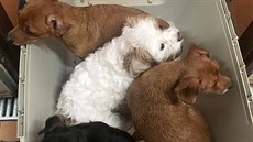 Ochranáři se momentálně snaží pomoci psům ze smečky, kterou majitelé... Ochranáři se momentálně snaží pomoci psům ze smečky, kterou majitelé...