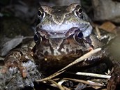 Pářící se pár skokana ostronosého Pářící se pár skokana ostronosého