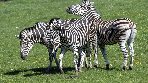 Zoologick zahrada ve Dvoe Krlov nad Labem zahjila otevenm arel africkho a lvho safari hlavn sezonu (19. dubna 2019).