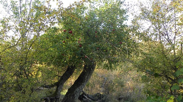 Star jablon z Geoparku Ralsko