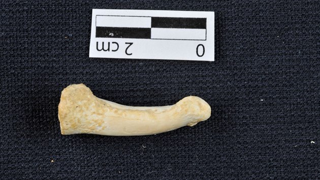 Kost z prstu zejm nov objeveného druhu lovka, Homo luzonensis. (11.4.2019)