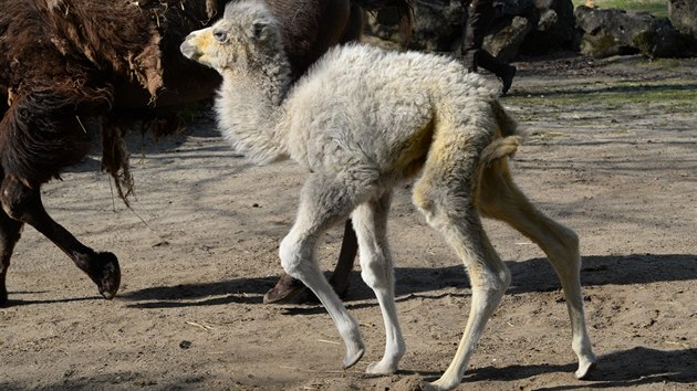 V olomouck zoologick zahrad se poprv od roku 2000 podailo odchovat mld kriticky ohroenho velblouda dvouhrbho.