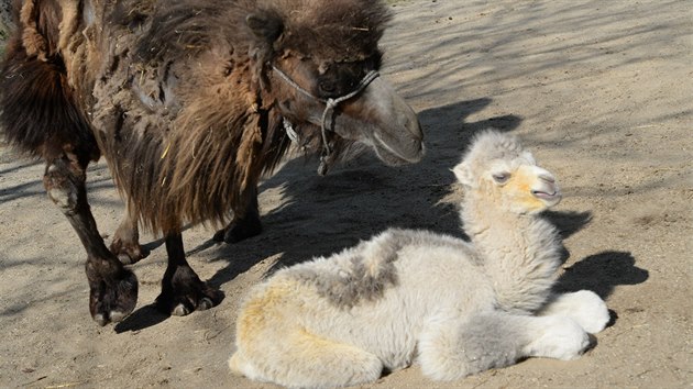 V olomouck zoologick zahrad se poprv od roku 2000 podailo odchovat mld kriticky ohroenho velblouda dvouhrbho.