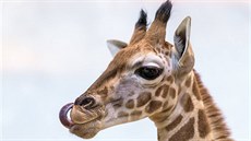 Žirafí mládě z pražské zoo dostalo jméno Matyáš (14. 4. 2019). Žirafí mládě z pražské zoo dostalo jméno Matyáš (14. 4. 2019).
