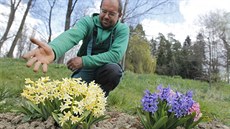 Jaroměřický zahradník Vladislav Vejtasa (na snímku) pokračuje ve slavné rodinné... Jaroměřický zahradník Vladislav Vejtasa (na snímku) pokračuje ve slavné rodinné...