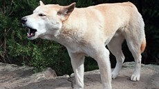Pes dingo Pes dingo